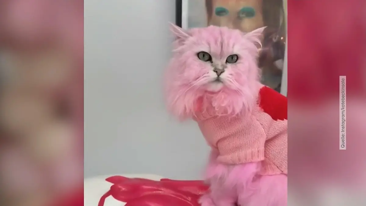 Kate Beckinsale färbt ihre Katze rosa Haustier mit Depression