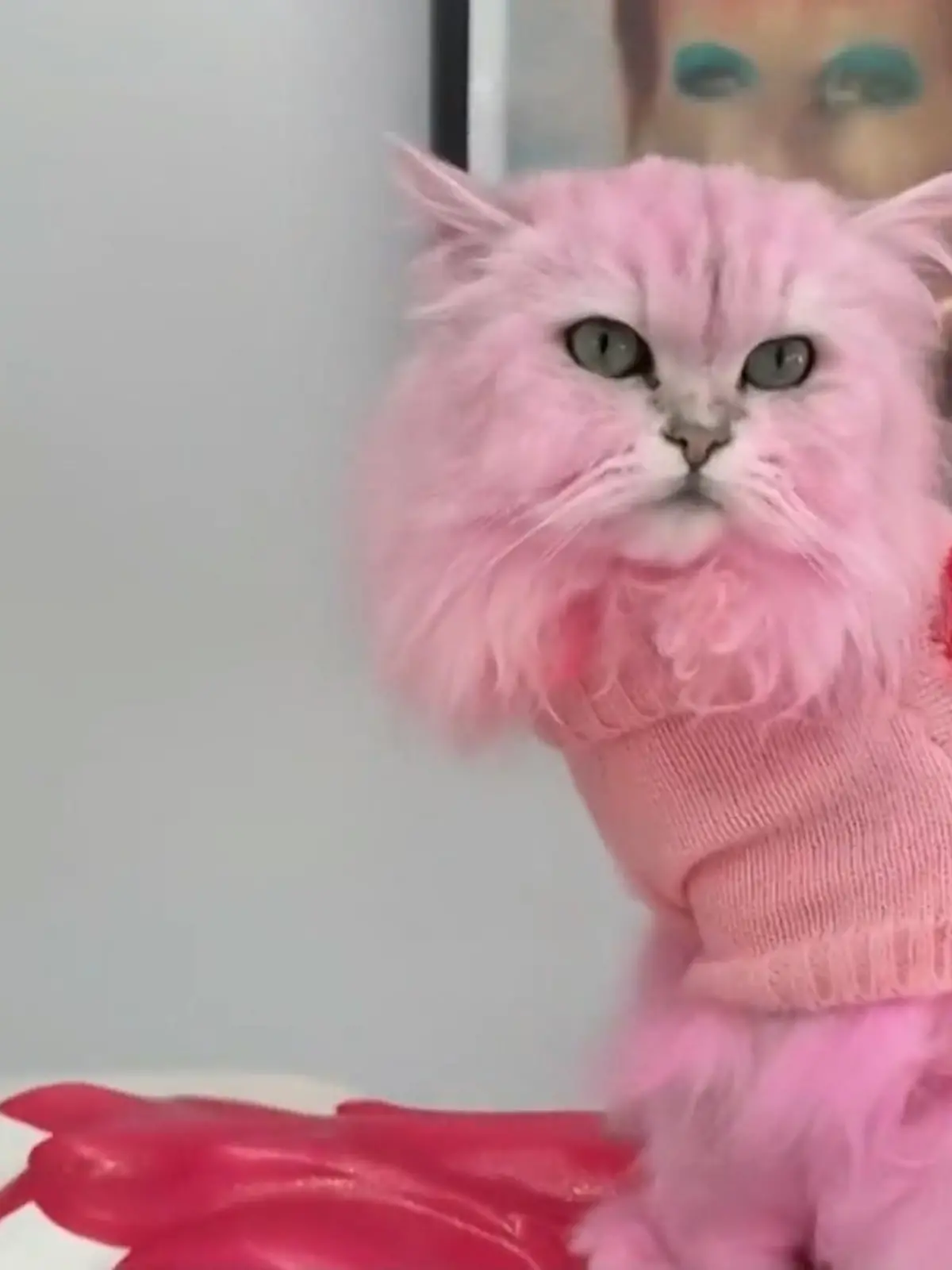 Bild zu: "Kate Beckinsale färbt ihre Katze rosa"