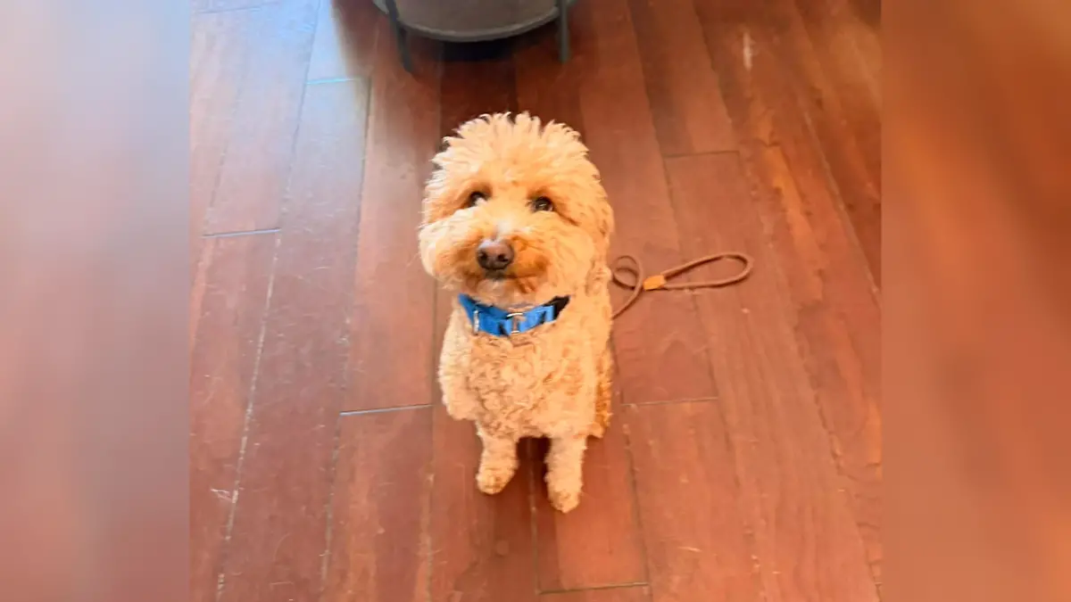 JetBlue wird von seinem Frauchen einfach am Flughafen angebunden und zurückgelassen.