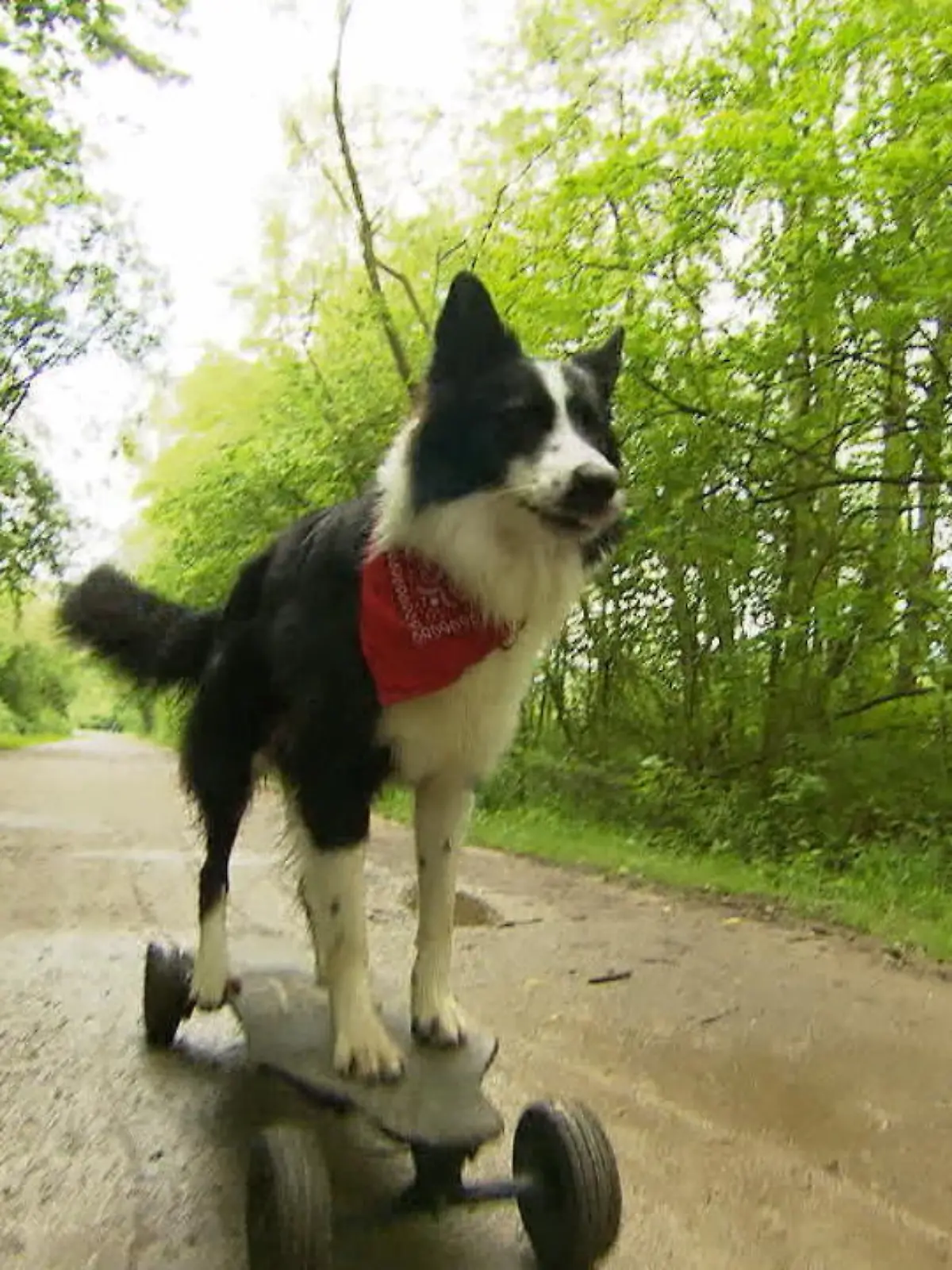 Bild zu: "Hund aus Bochum fährt Skateboard"