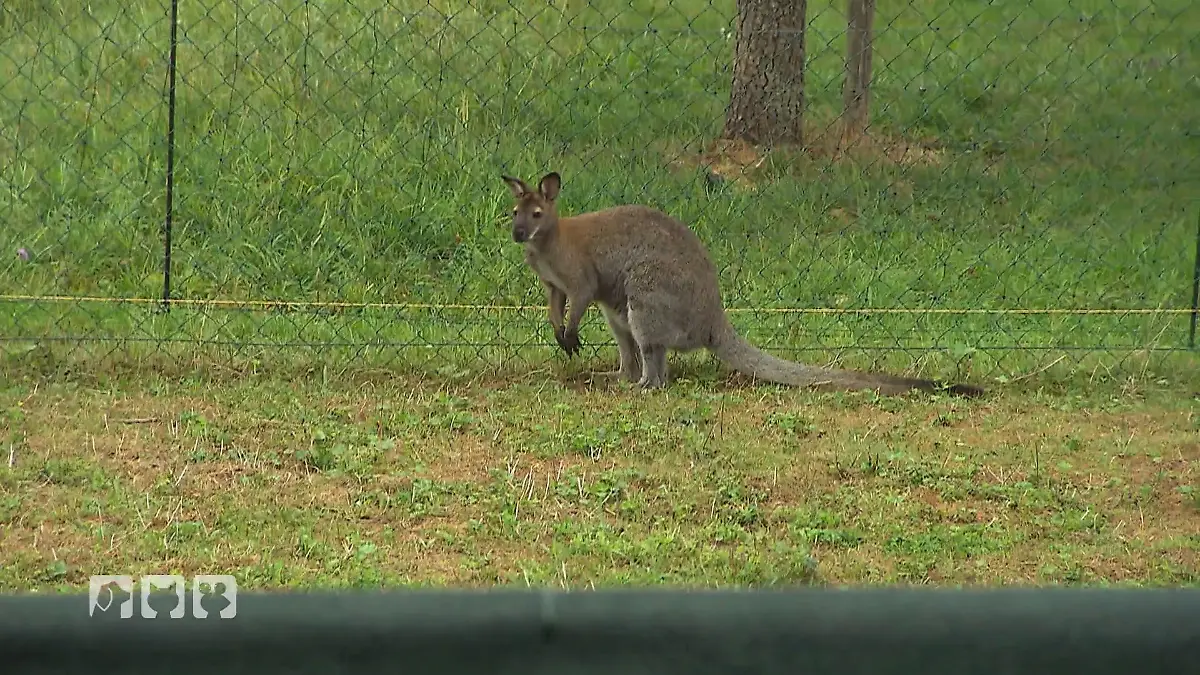 Drittes Wallaby: Beas Farm im Einsatz Wallaby-Zuwachs!