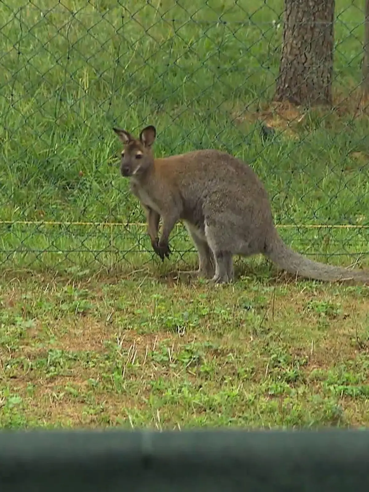 Bild zu: "Drittes Wallaby: Beas Farm im Einsatz"