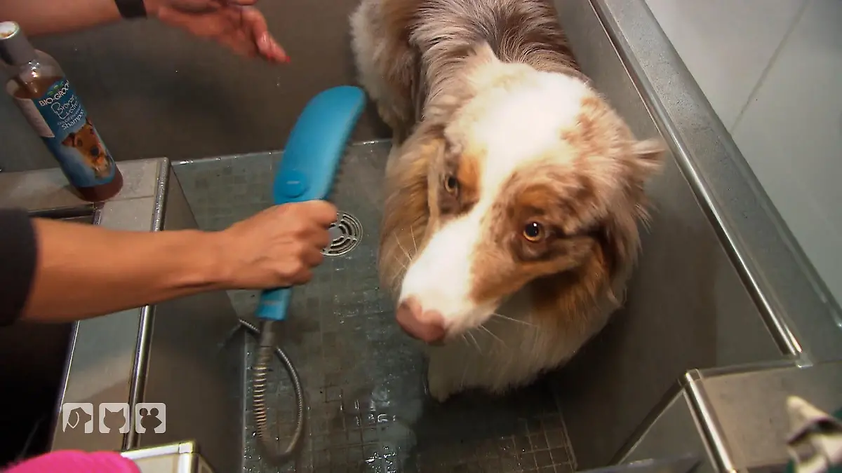 Beas Hund bekommt den Beauty-Check Wasch-Tag auf der Farm