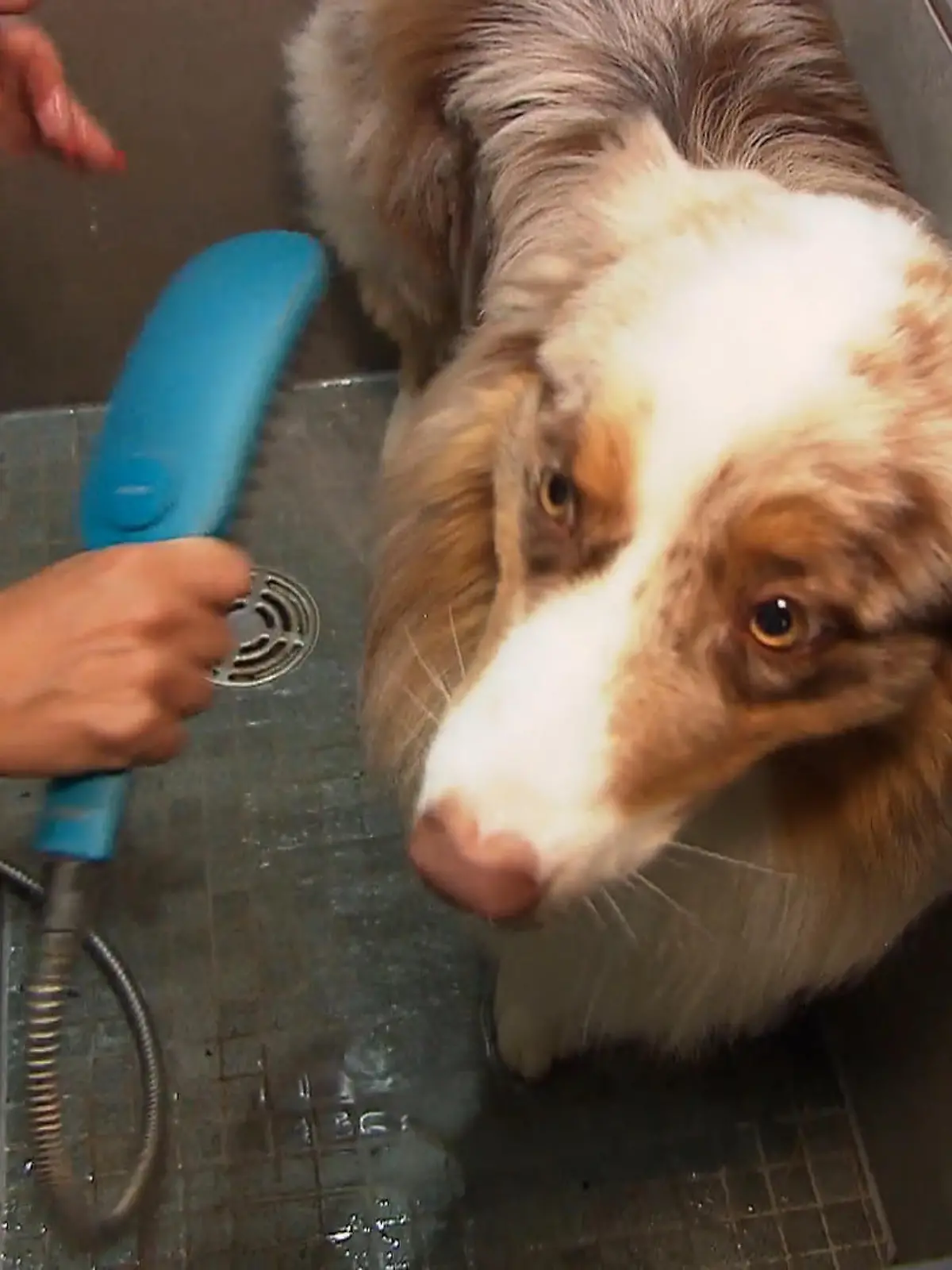 Bild zu: "Beas Hund bekommt den Beauty-Check"