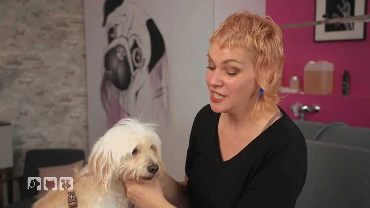 C wie Curtain Bangs: Franziska macht den Grooming-Guide Hundesalon für zuhause