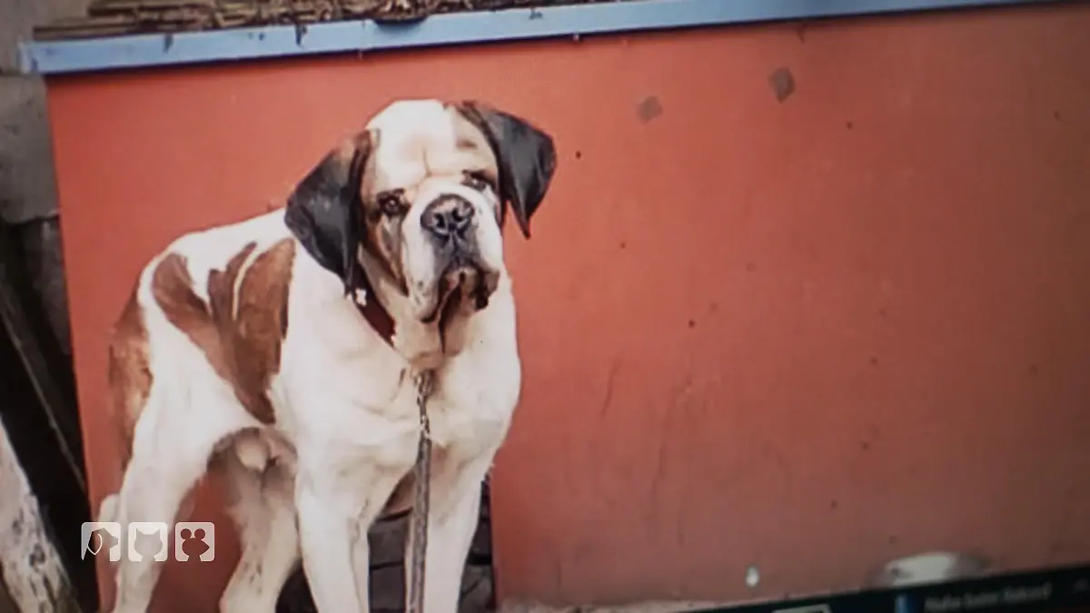 Jana Hoger im Einsatz: Rettung für den Bernhardiner? Alter Hund in Not