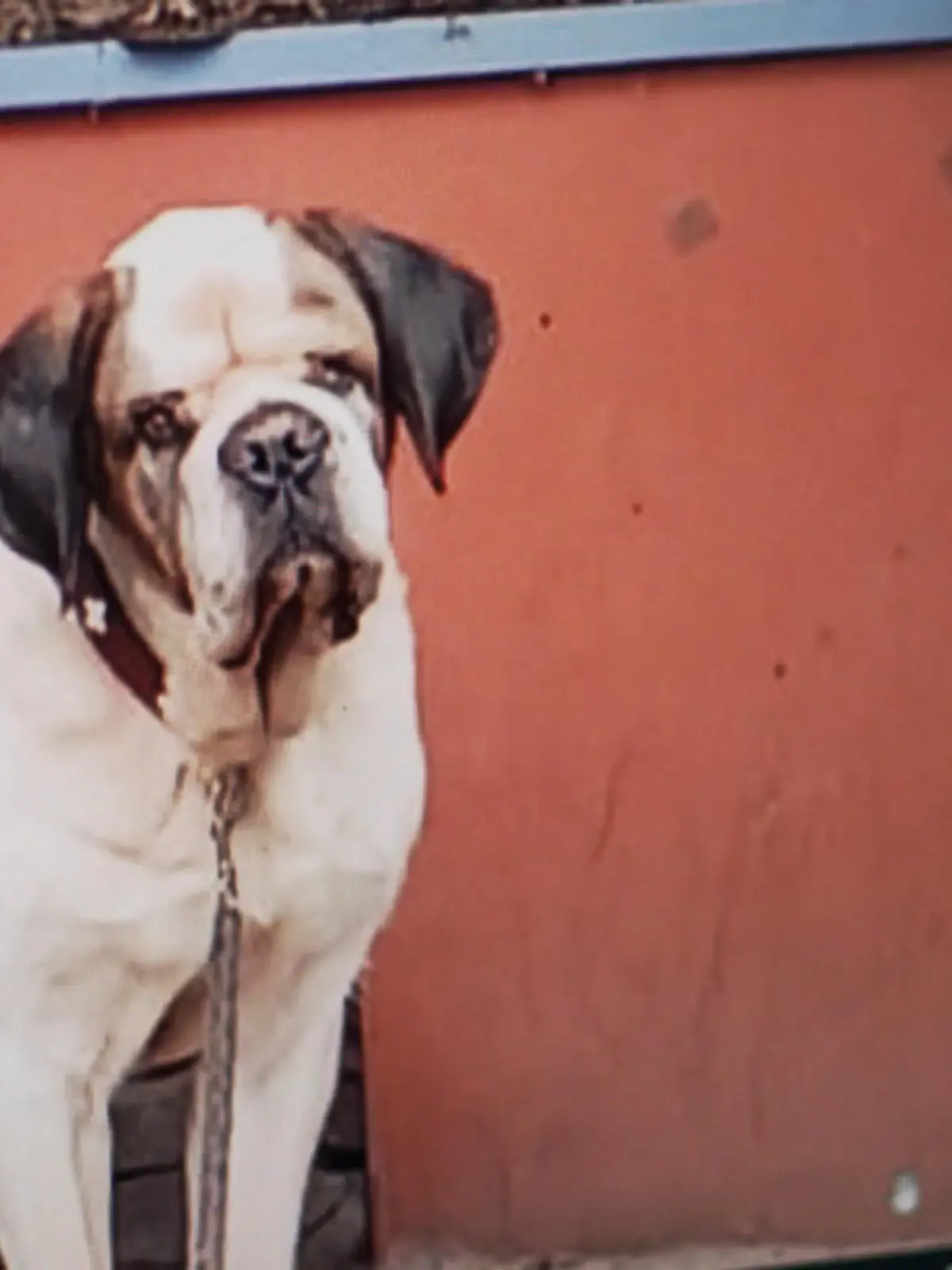 Bild zu: "Jana Hoger im Einsatz: Rettung für den Bernhardiner?"