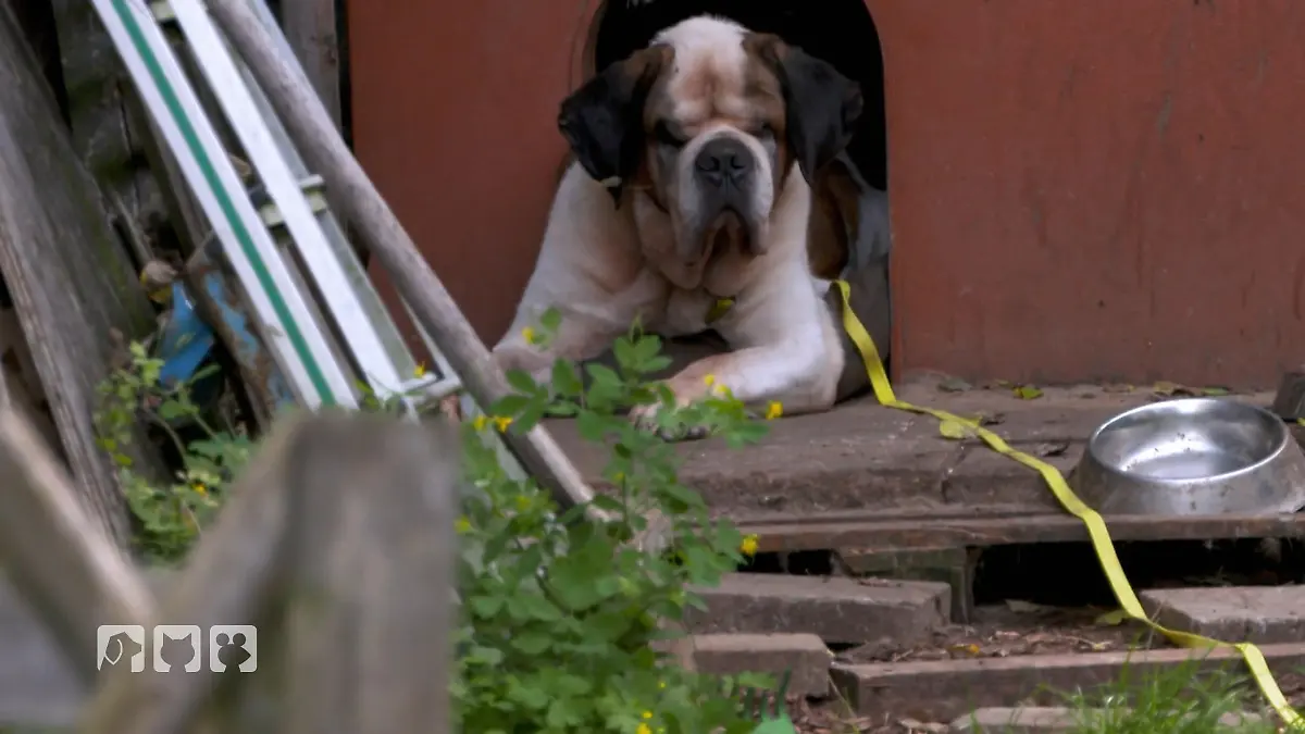 Kommt die Rettung für den Bernhardiner? Veterinäramt greift ein