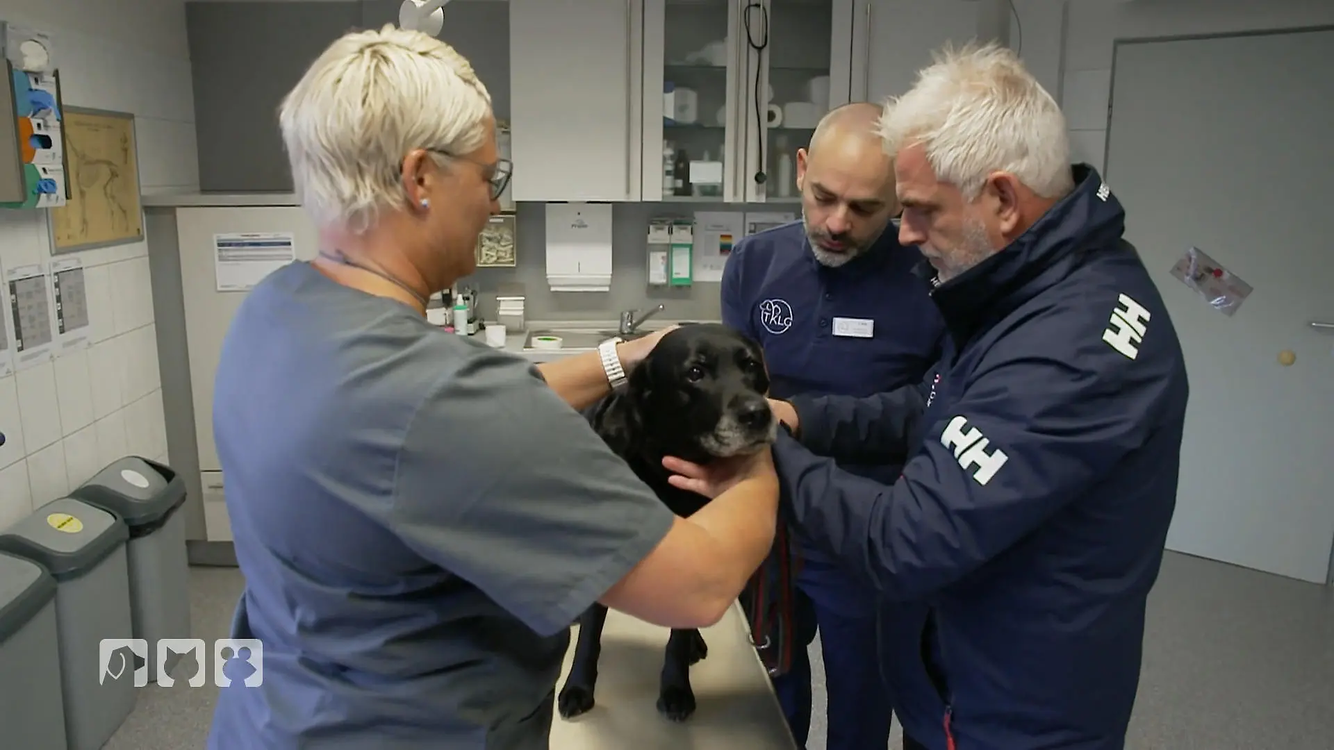 Hündin Frieda kämpft gegen Tumore in der Tierklinik OP-Tag in Lüneburg