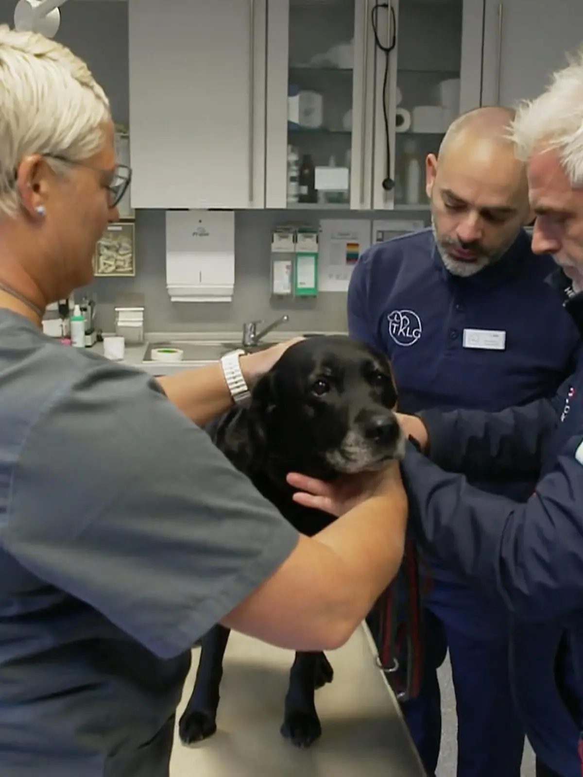 Bild zu: "Hündin Frieda kämpft gegen Tumore in der Tierklinik"