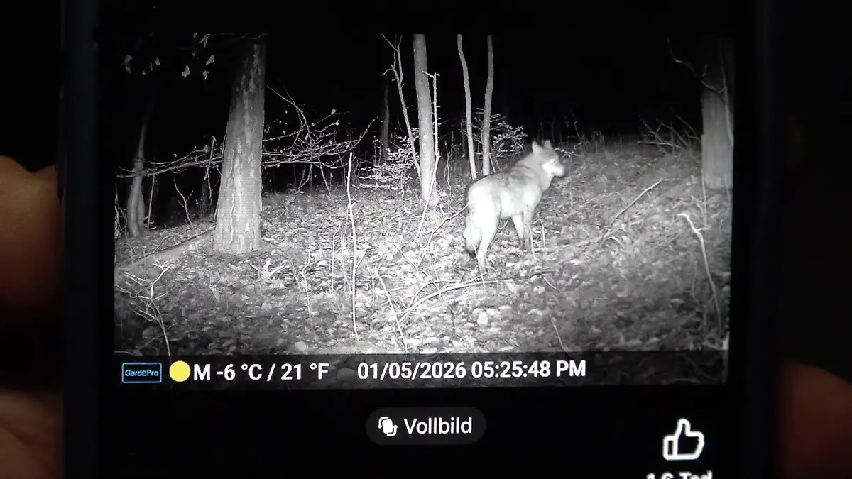 Wolfs-Alarm! Blutige Hetzjagd und Abschuss-Urteil Raubtier-Debatte