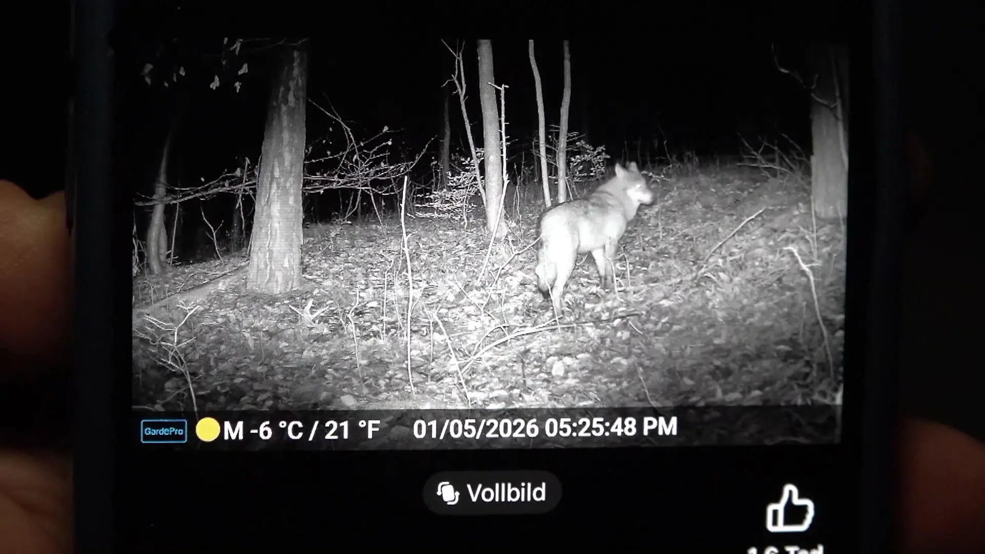 Wolfs-Alarm! Blutige Hetzjagd und Abschuss-Urteil Raubtier-Debatte