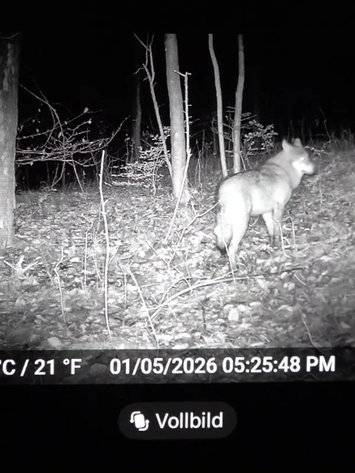 Bild zu: "Wolfs-Alarm! Blutige Hetzjagd und Abschuss-Urteil"