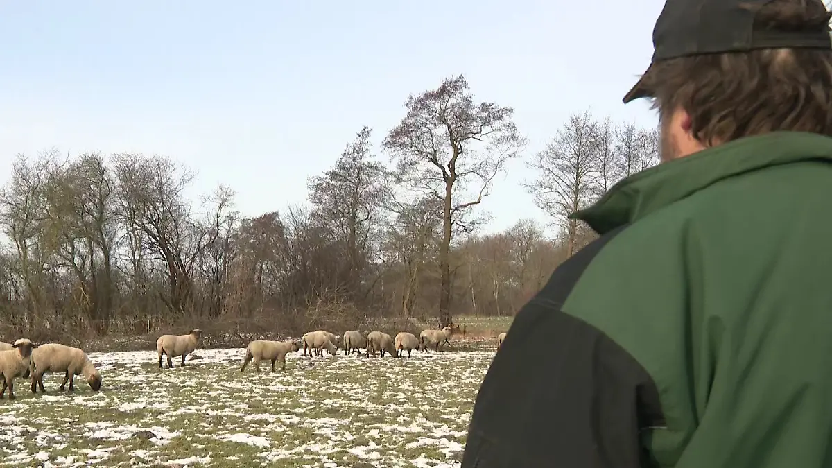 Schäfer Frank Mählmann blickt auf die Überlebenden seiner Schafsherde.