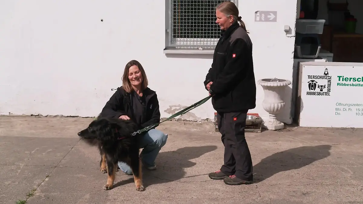 Jimmy wieder im Tierheim: Gibt’s noch Hoffnung? Zurück nach Beißvorfällen