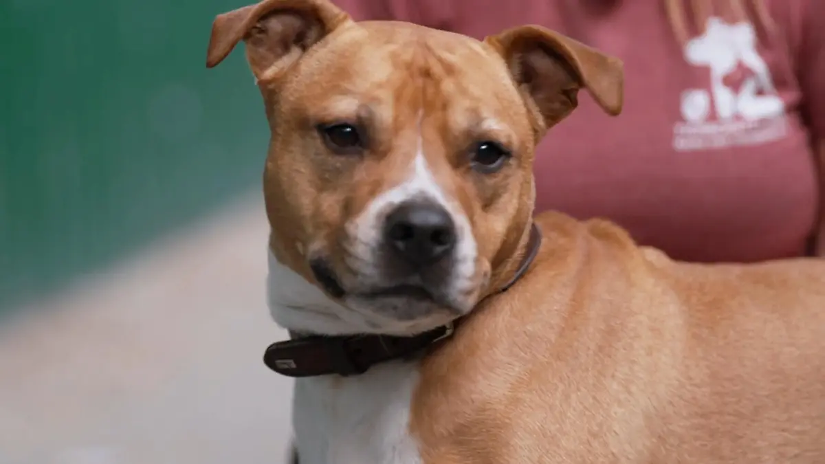 11 Jahre alt, krank und trotzdem noch ein Energiebündel Chance für Geronimo?