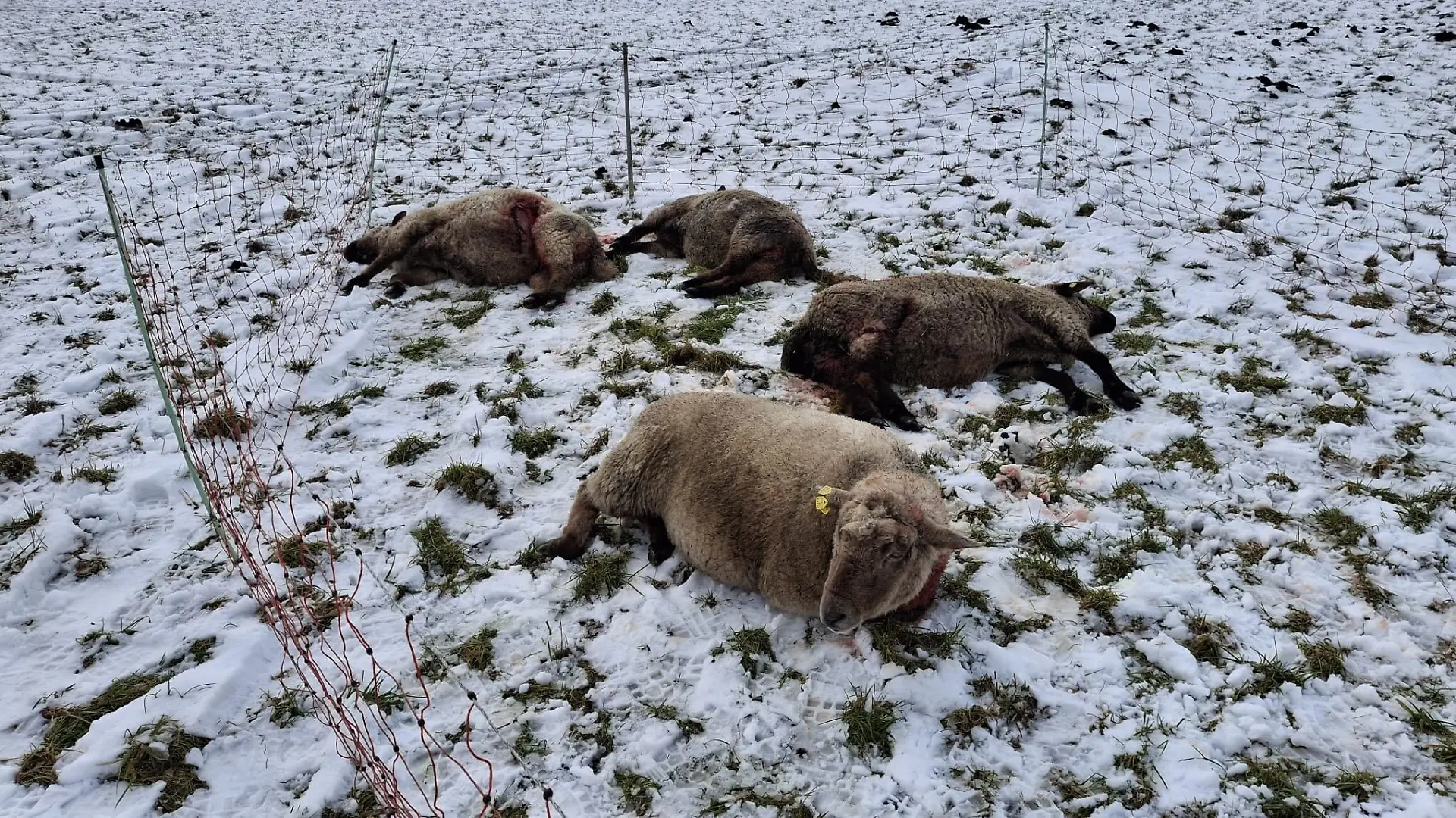 20 Schafe sterben durch die Wolfs-Attacke, viele weitere werden schwer verletzt auf den Weiden und Straßen rund um Lamstedt gefunden.