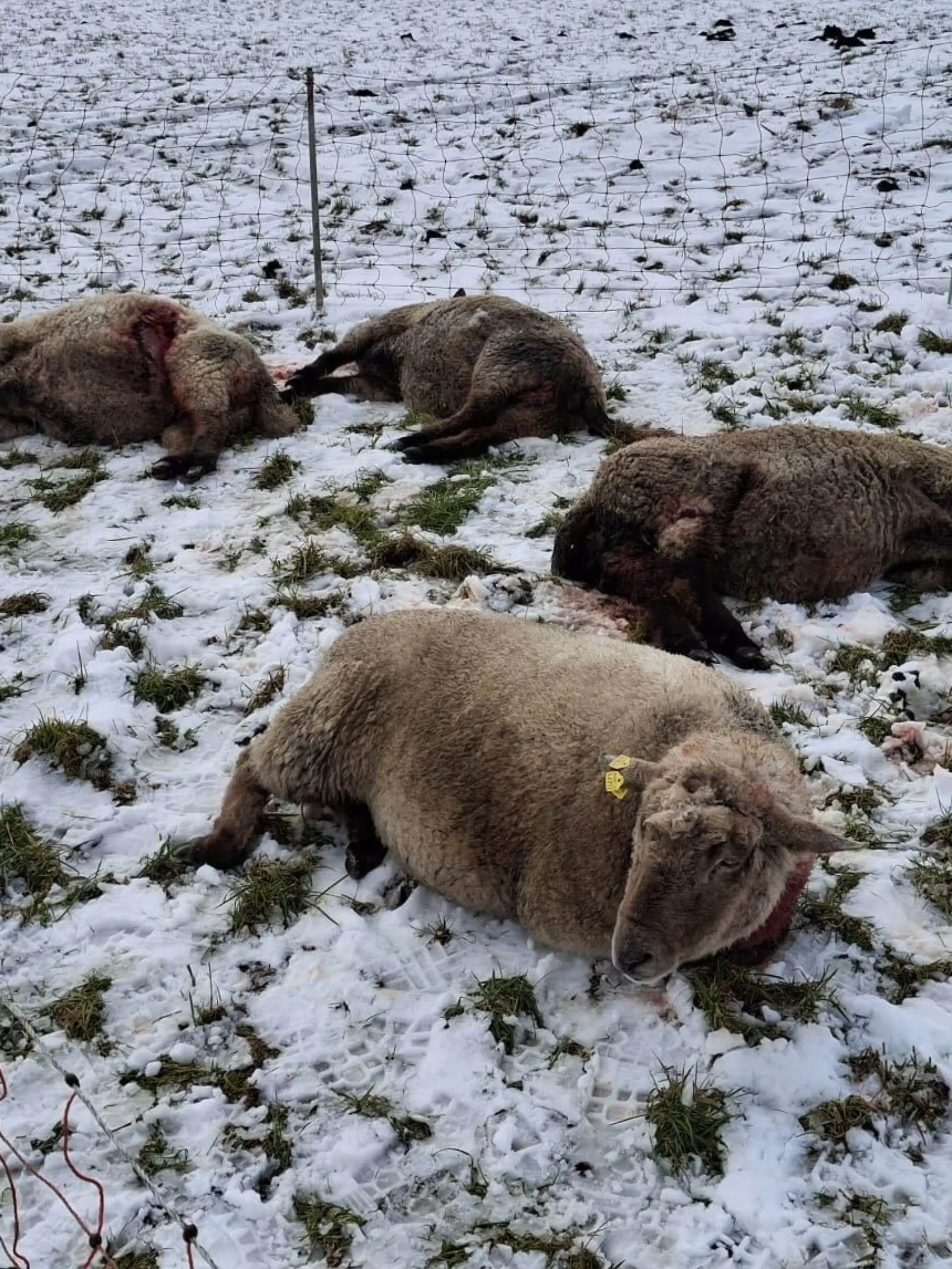 20 Schafe sterben durch die Wolfs-Attacke, viele weitere werden schwer verletzt auf den Weiden und Straßen rund um Lamstedt gefunden.