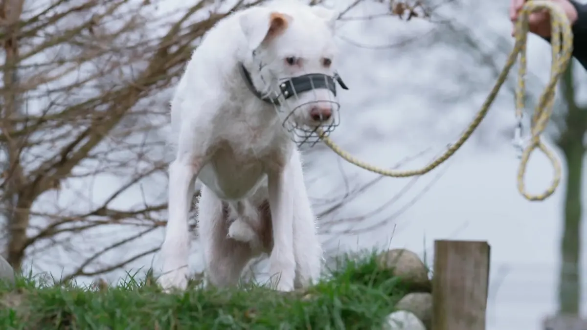 Elvis: Findet der Hunde-Opi noch ein Zuhause? 4 Jahre Warten im Tierheim