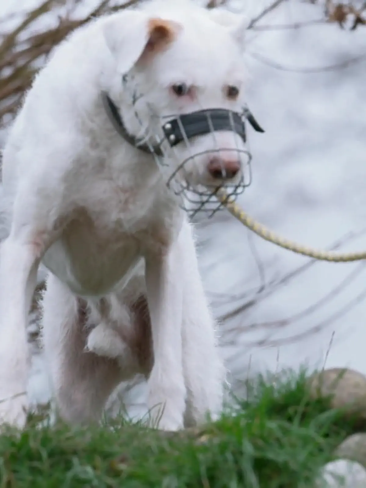 Bild zu: "Elvis: Findet der Hunde-Opi noch ein Zuhause?"