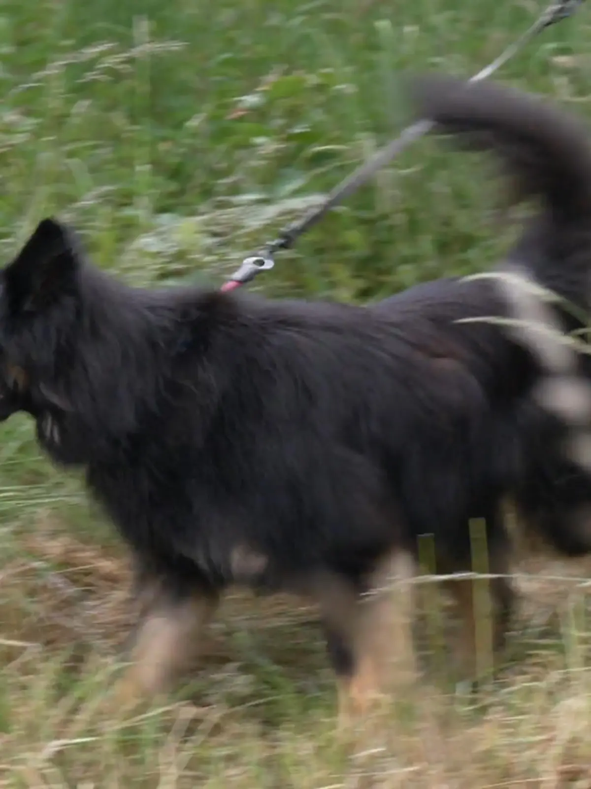 Bild zu: "Jimmy auf Hoftour: Bringt Kontrolle die Ruhe?"