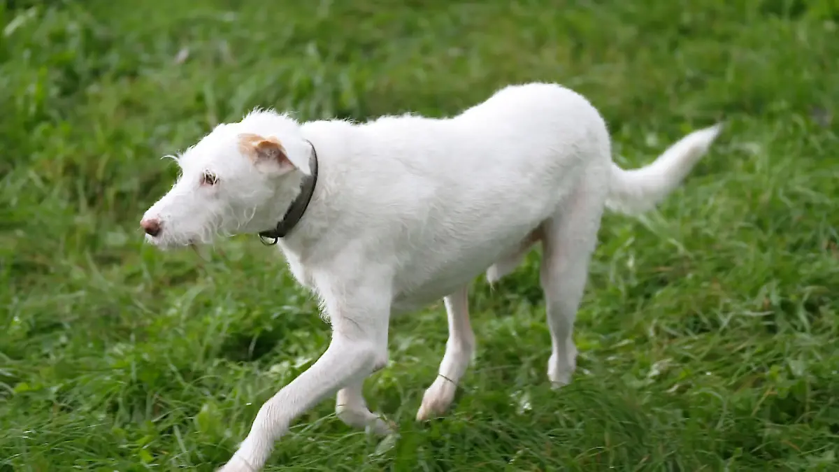 Elvis: Klappt’s jetzt endlich mit der Vermittlung? Ohne Maulkorb – neue Chance