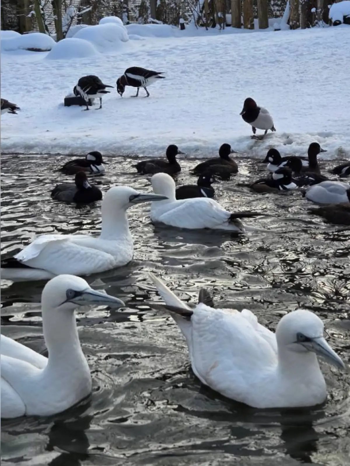 Bild zu: "Tödliche Vogelgrippe im Weltvogelpark Walsrode ausgebrochen!"