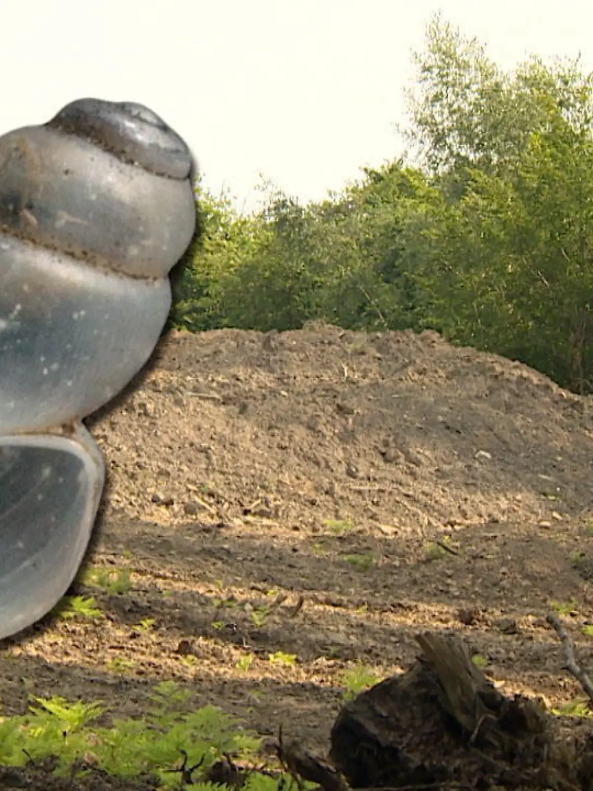 Bild zu: "Umweltschützer gehen auf die Barrikade"