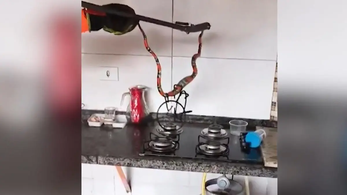 Hilfe, der Herd zischt! Tödliche Giftschlange lauert Familie in Küche auf Sie hat es sich schon schmecken lassen