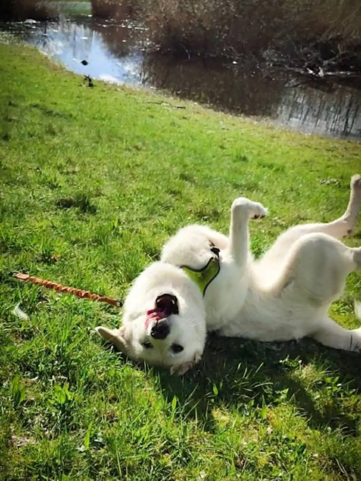 Bild zu: "Mit nur drei Beinen ist Hündin Tina voller Lebensfreude! "