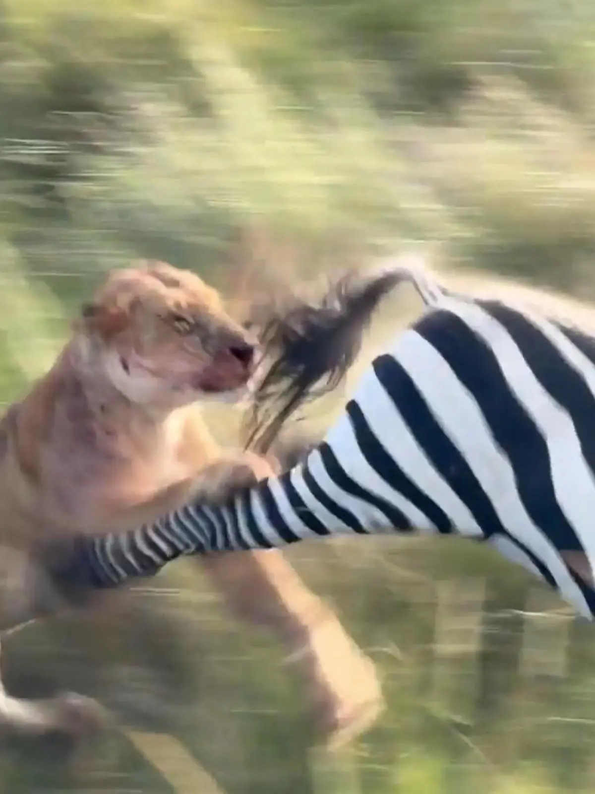 Bild zu: "Dieser Huf sitzt! Zebra kickt Löwin mit Karacho ins Gesicht"