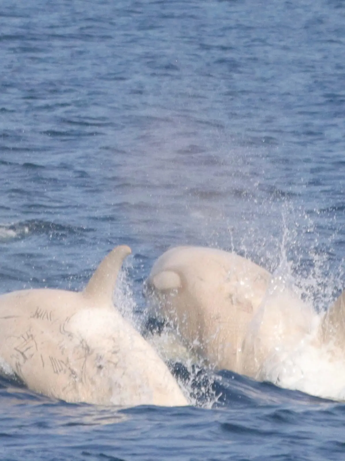 Das Bild zeigt zwei Killerwale, darunter ein unglaublich seltener weißer Orcas. Die Orcas wurden am Samstag, den 24. Juli vor der Küste Japan gesichtet.