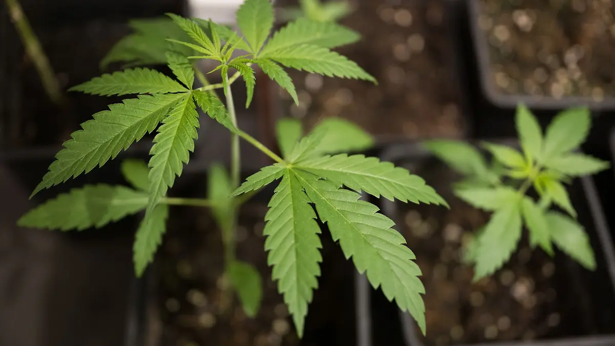 Bei Netto kann man jetzt Cannabis-Samen kaufen!