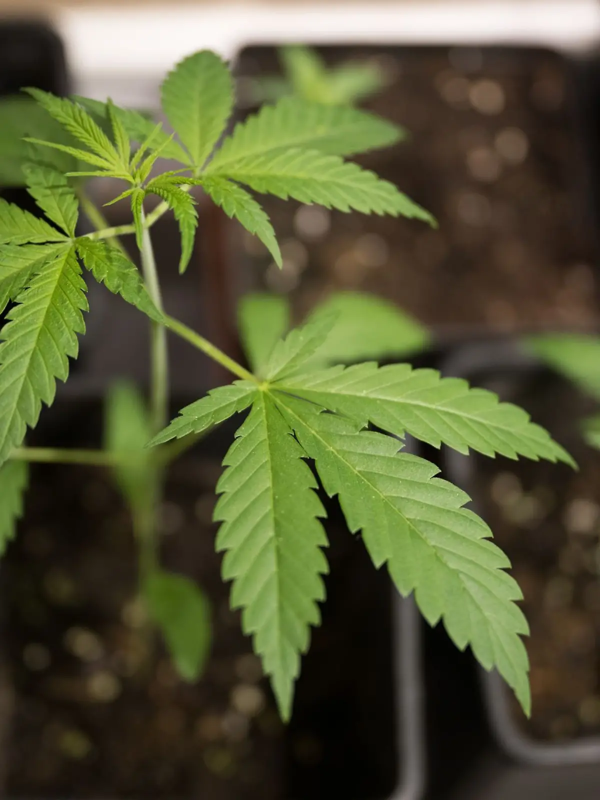 Bild zu: "Discounter verkauft jetzt Cannabis-Samen"