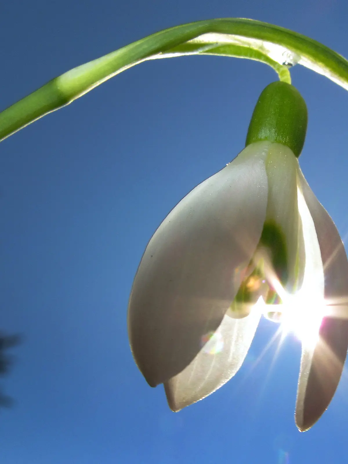 Schneeglöckchen im Sonnenschein
