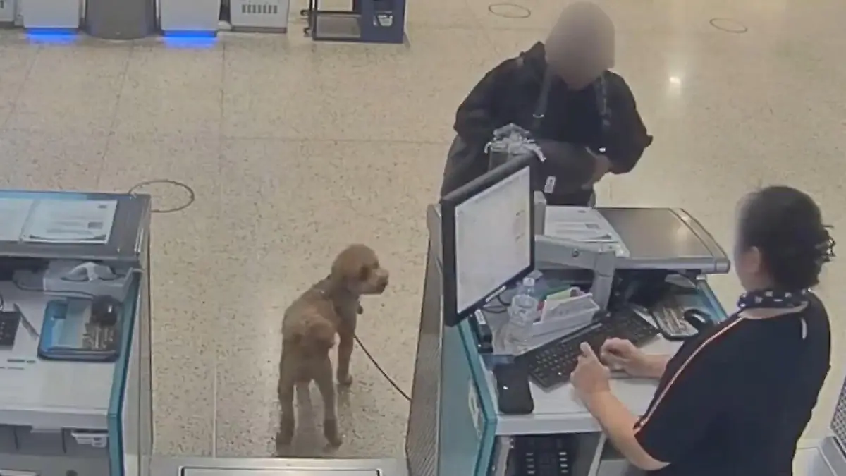 Weil er DAS nicht hat! Frauchen bindet Hund am Flughafen-Schalter fest – und haut ab Konsequenzen sind ihr egal!