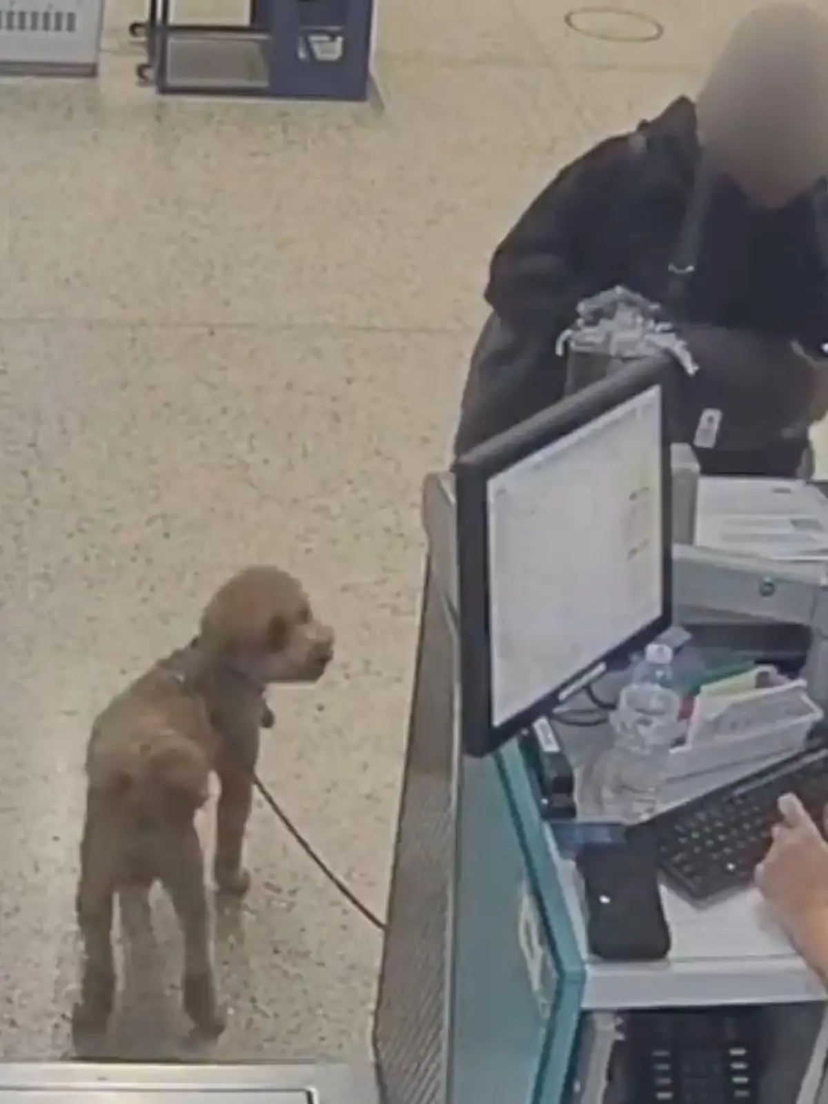 Bild zu: "Weil er DAS nicht hat! Frauchen bindet Hund am Flughafen-Schalter fest – und haut ab"