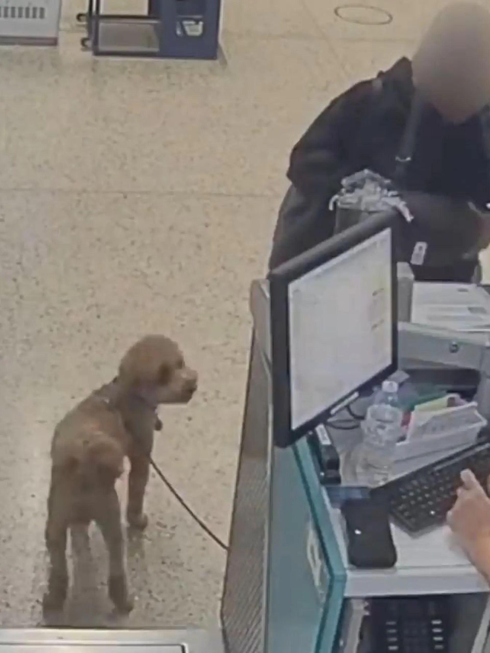 Bild zu: "Weil er DAS nicht hat! Frauchen bindet Hund am Flughafen-Schalter fest – und haut ab"