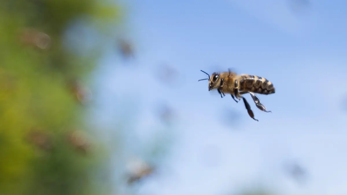 04.05.2023, Hessen, Wiesbaden: Eine Biene fliegt zu einem Bienenstock. (zu dpa-Korr "Jünger und weiblicher»: Imkerschaft wandelt sich") Foto: Sebastian Gollnow/dpa +++ dpa-Bildfunk +++