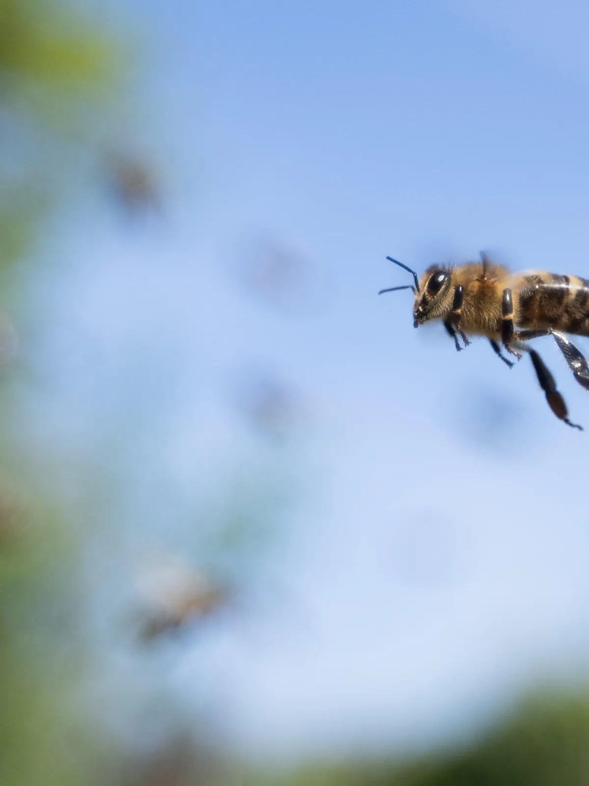 04.05.2023, Hessen, Wiesbaden: Eine Biene fliegt zu einem Bienenstock. (zu dpa-Korr "Jünger und weiblicher»: Imkerschaft wandelt sich") Foto: Sebastian Gollnow/dpa +++ dpa-Bildfunk +++