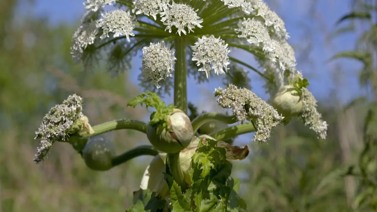 Riesen-Baerenklau (Heracleum mantegazzianum, Syn.: Heracleum giganteum), auch Herkulesstaude oder Herkuleskraut, Bayern, Deutschland | Verwendung weltweit