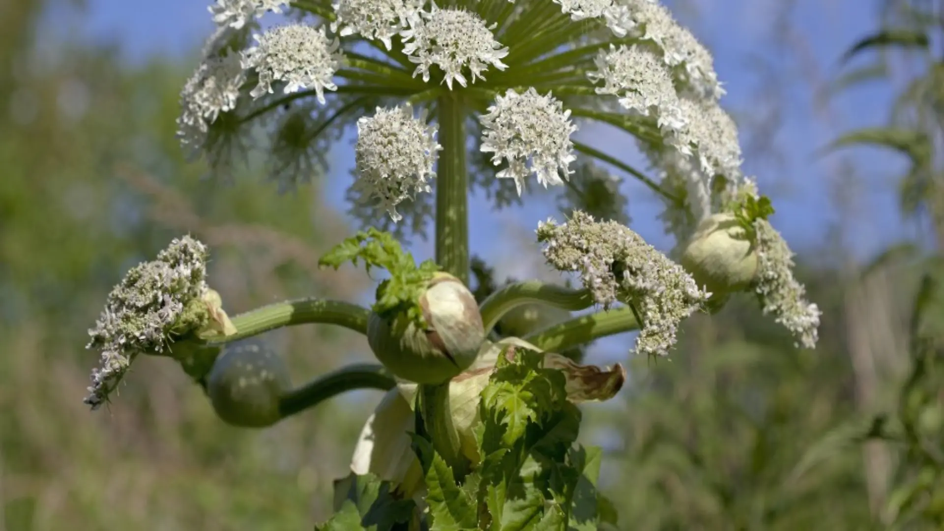 Riesen-Baerenklau (Heracleum mantegazzianum, Syn.: Heracleum giganteum), auch Herkulesstaude oder Herkuleskraut, Bayern, Deutschland | Verwendung weltweit