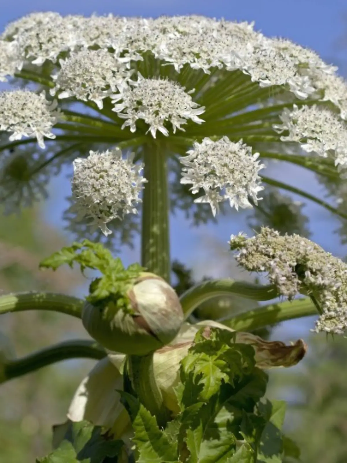 Riesen-Baerenklau (Heracleum mantegazzianum, Syn.: Heracleum giganteum), auch Herkulesstaude oder Herkuleskraut, Bayern, Deutschland | Verwendung weltweit