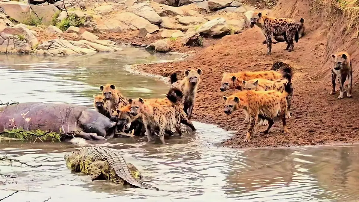 Zahlenmäßig unterlegen! Krokodil provoziert Hyänen-Clan – und klaut deren Beute Werden sie ihr Festmahl teilen?