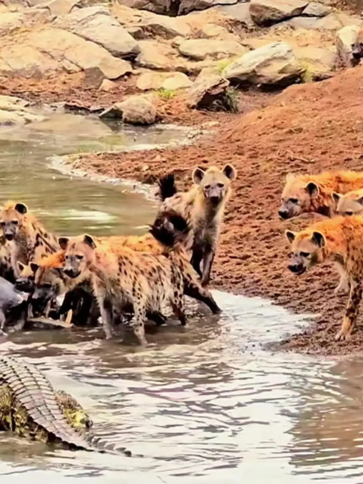 Bild zu: "Zahlenmäßig unterlegen! Krokodil provoziert Hyänen-Clan – und klaut deren Beute"