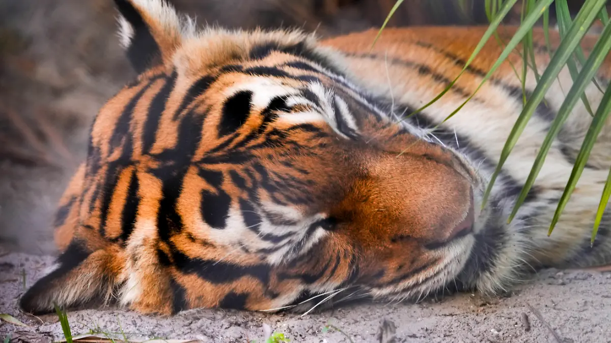 Die Tiger lebten in elenden Verhältnissen. (Symbolbild)