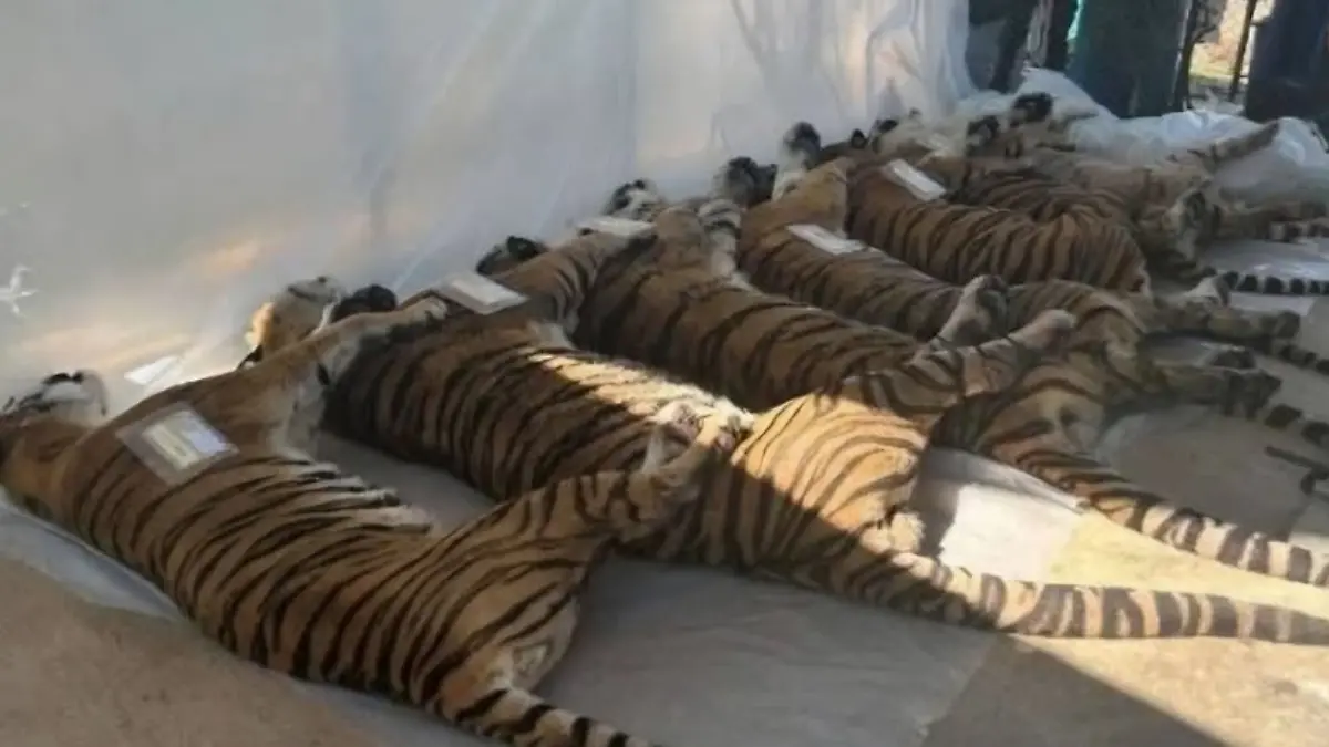 72 Tiger starben in Thailand an einem Virus.