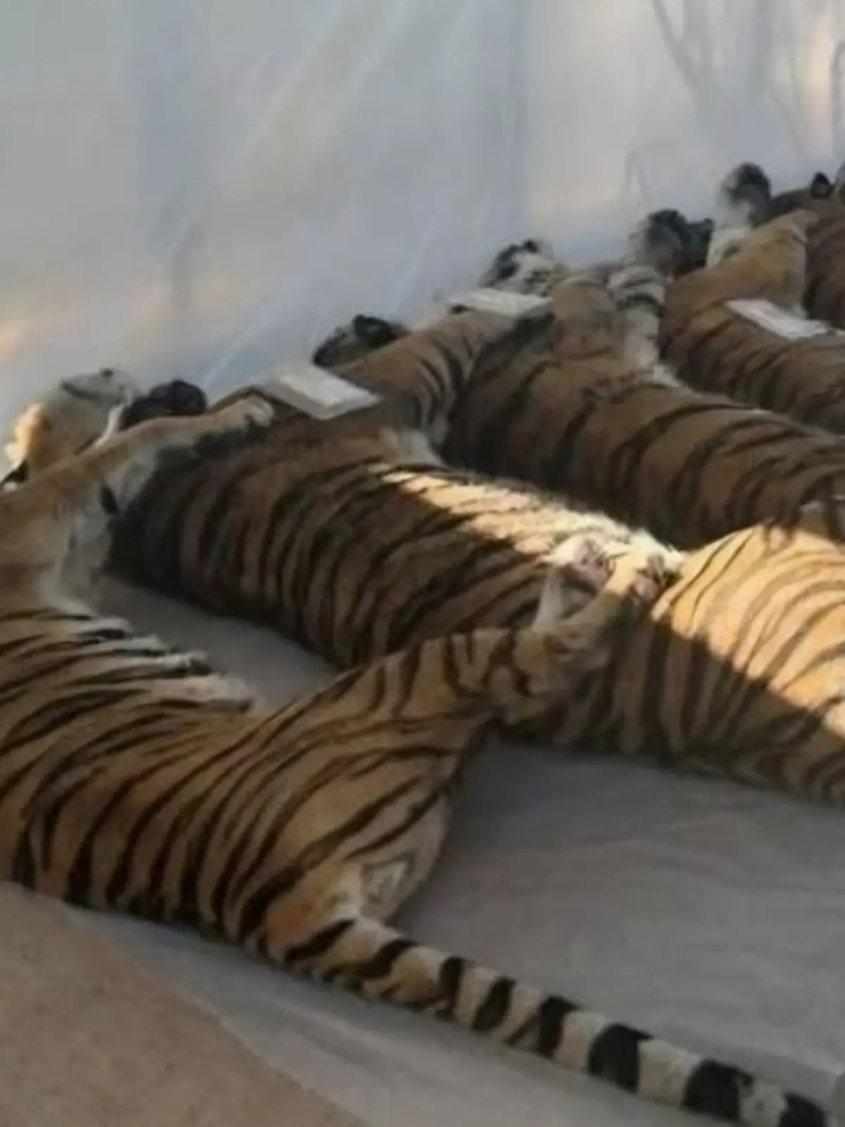 Bild zu: "Massensterben hinter Gittern – 72 Tiger krepieren elendig in Erlebnispark"