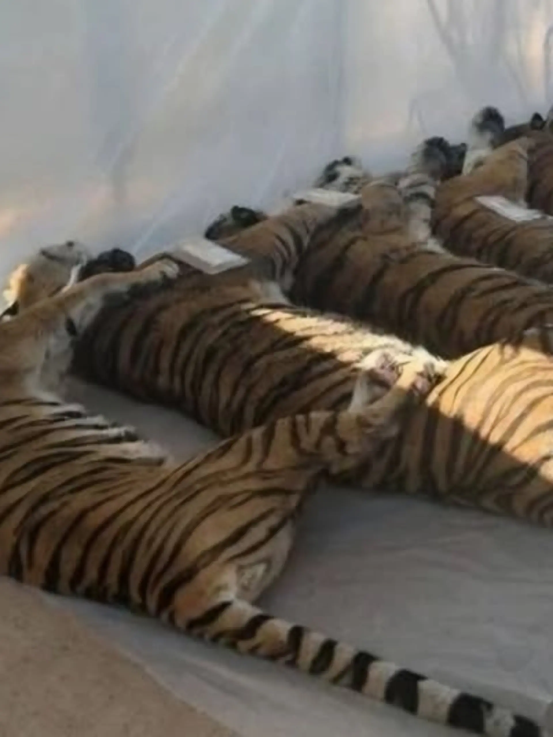 Bild zu: "Massensterben hinter Gittern – 72 Tiger krepieren elendig in Erlebnispark"