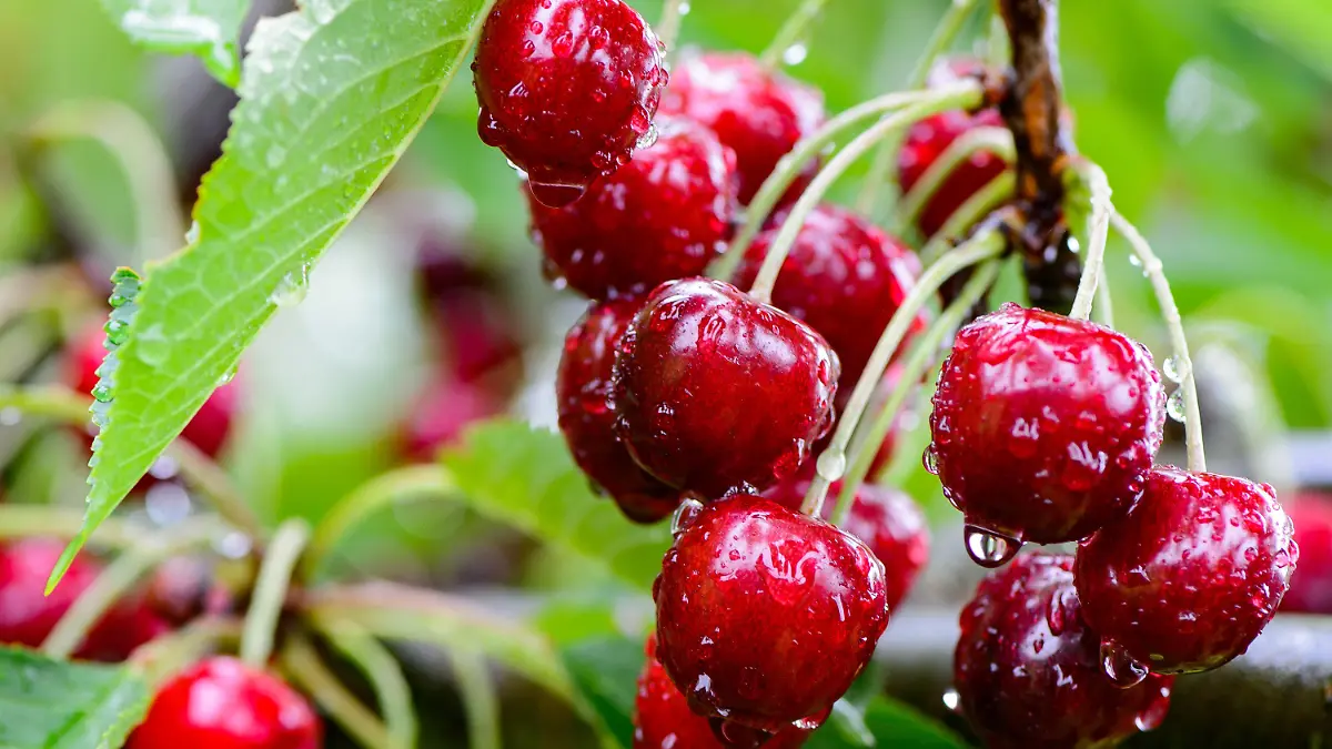 09.07.2021, Hessen, Witzenhausen: Kirschen hängen im Regen auf einer Plantage an einem Kirschbaum. Obstdiebe bereiten den hessischen Produzenten von Kirschen auch in dieser Saison Sorgen. Fälle von Diebstählen nehmen seit einigen Jahren rasant zu. Foto: Swen Pförtner/dpa +++ dpa-Bildfunk +++